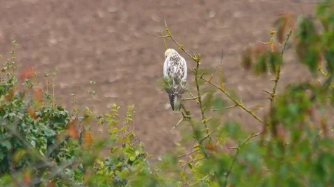 Common Buzzard Observing Field Edge During Rainy Spring Morning, Germany, 4K Stock Footage 339451732