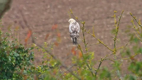 Common Buzzard Observing Field Edge During Rainy Spring Morning, Germany, 4K Stock Footage 339451919