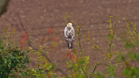 Common Buzzard Observing Field Edge During Rainy Spring Morning, Germany, 4K Stock Footage 339452368