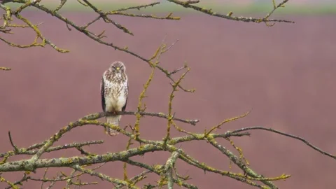 Common Buzzard Observing Field Edge During Rainy Spring Morning, Germany, 4K Stock Footage 339454341