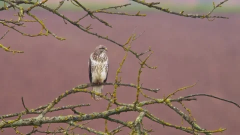 Common Buzzard Observing Field Edge During Rainy Spring Morning, Germany, 4K Stock Footage 339454810