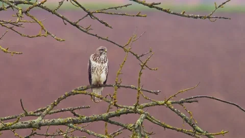 Common Buzzard Observing Field Edge During Rainy Spring Morning, Germany, 4K Stock Footage 339455208