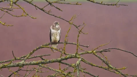 Common Buzzard Observing Field Edge During Rainy Spring Morning, Germany, 4K Stock Footage 339455510