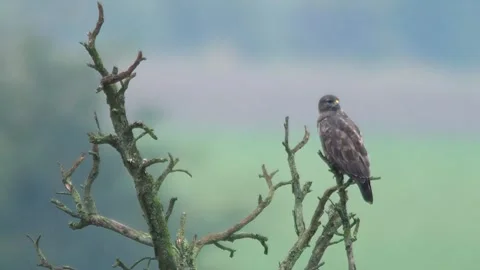 Common Buzzard Observing Field Edge During Rainy Spring Morning, Germany, 4K Stock Footage 339458803