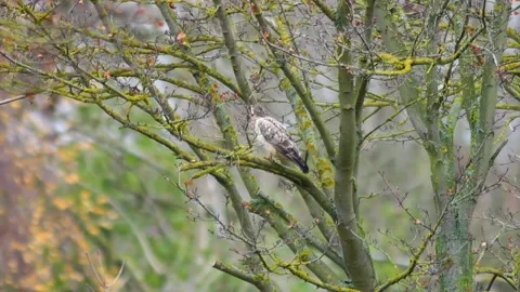 Common Buzzard Observing Surroundings at Forest Edge During Windy Autumn Mo.. Stock Footage 340160132