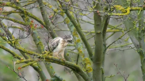 Common Buzzard Observing Surroundings at Forest Edge During Windy Autumn Mo.. Stock Footage 340160264
