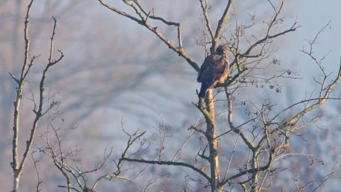 Common Buzzard Observing Surroundings at Forest Edge in Winter Sunrise Ligh.. Stock Footage 341324131