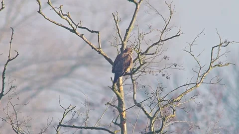 Common Buzzard Observing Surroundings at Forest Edge in Winter Sunrise Ligh.. Stock Footage 341324199