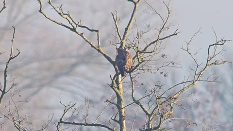 Common Buzzard Observing Surroundings at Forest Edge in Winter Sunrise Ligh.. Stock Footage 341324255