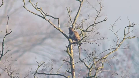 Common Buzzard Observing Surroundings at Forest Edge in Winter Sunrise Ligh.. Stock Footage 341324298