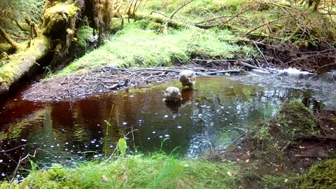Common Buzzard Pair Drinking and Bathing in Scottish Burn, Isle of Skye Stock Footage 344802067