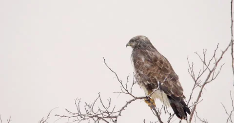 A common buzzard peacefully perched on top of bare tree during snowfall Stock Footage 266151534