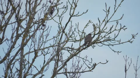 Common Buzzard Pearched on Bare Tree Top at Winter Stock Footage 276363411