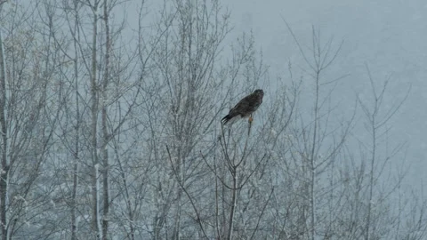 Common Buzzard Perched on Bare Branch Stock Footage 335181956