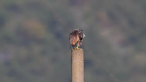Common Buzzard Perched on a Concrete Utility Pole Against Blurred Hillside Stock Footage 330565120