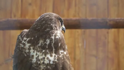 Common Buzzard Perched Inside Wooden Wildlife Enclosure Stock Footage 342584386