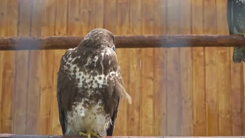 Common Buzzard Perched Inside Wooden Wildlife Enclosure Full Body View Stock Footage 342584409