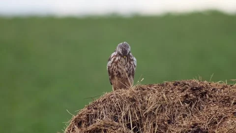 Common Buzzard Perched on a Manure Pile in a Rural Winter Landscape, Wild B.. Stock Footage 343606590