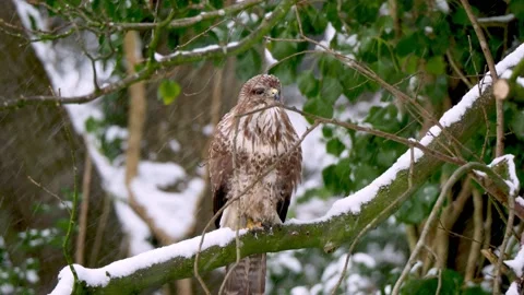 Common Buzzard perched on a snow covered tree branch Vidéo 162543195