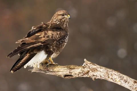 Common buzzard perched on the tree branch having a guard Stock Photos
