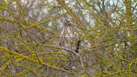 Common Buzzard Perched in Tree Branches, Scanning the Landscape for Prey, W.. Stock Footage 343607349