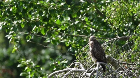 A common buzzard perched on a weeping birch tree Stock Footage 122319251
