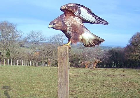 Common buzzard perching on a post Stock Photos