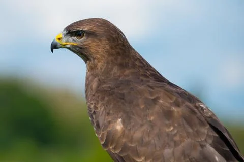 Common buzzard Stock Photos