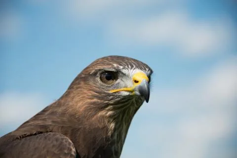 Common buzzard Stock Photos