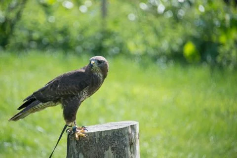 Common buzzard Stock Photos