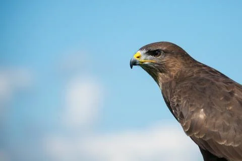 Common buzzard Stock Photos