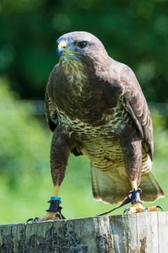 Common buzzard Stock Photos