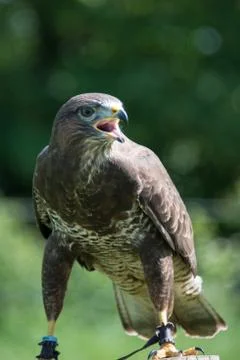 Common buzzard Stock Photos