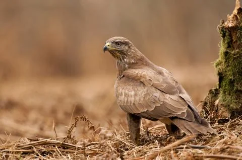 Common buzzard Foto stock