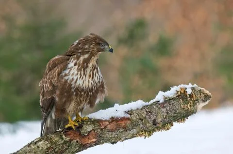 Common buzzard Stock Photos