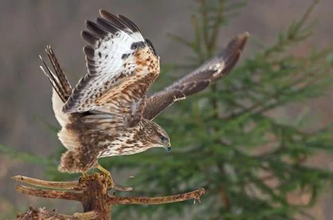 Common buzzard Stock Photos