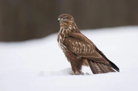 Common buzzard Foto stock