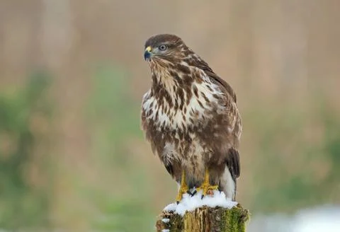 Common buzzard Stock Photos