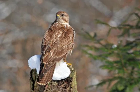 Common buzzard Foto stock