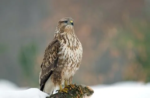 Common buzzard Stock Photos