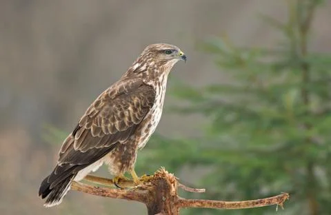 Common buzzard Stock Photos