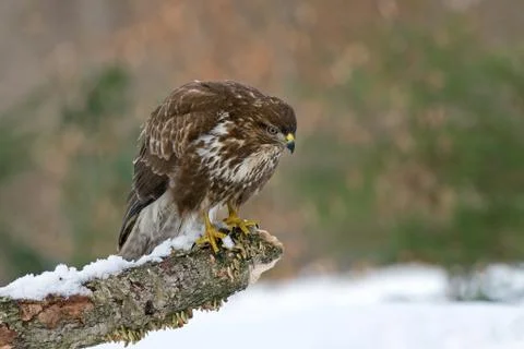 Common buzzard Stock Photos