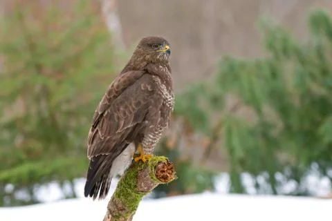 Common buzzard Stock Photos