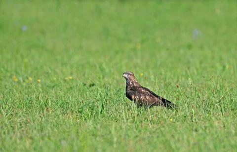 Common buzzard Stock Photos