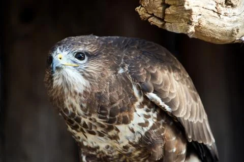 Common buzzard Stock Photos