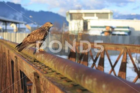 Common buzzard Stock Photos