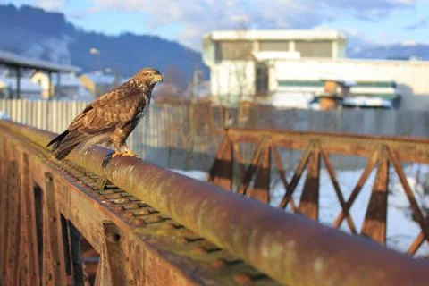 Common buzzard Stock Photos