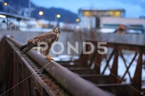 Common buzzard Stock Photos