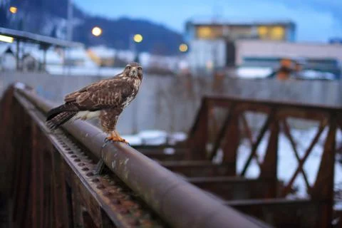 Common buzzard Stock Photos