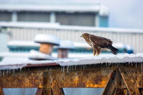 Common buzzard Stock Photos
